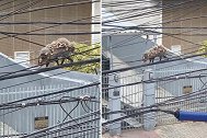 巴西：一负鼠妈妈背着7只幼崽沿电线在空中行走