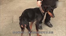 杜宾犬得不知名的病而皮包骨，而后被土豪包养，终于变得肥壮