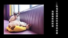 4个拍摄小技巧，解锁斯芬克斯无毛猫的盛世美颜！