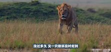 狮子咬掉鬣狗后腿，还一路追赶却不吃掉它，镜头记录全过程