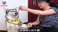 主人没空让妈妈帮忙喂狗狗，妈妈一勺一勺往二哈嘴里送，太逗了！