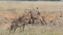 狮群成员争夺斑马残骸，鬣狗群在一边趁机捡漏