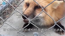 狐狸拦下军车，以为是它饿了想讨食，军哥哥下车一看很心酸