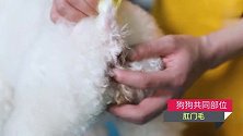 狗狗的共同部位有哪些？狗爸狗妈一定要知道！