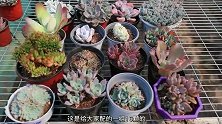 曼曼来基地为网友搭配套餐，多肉各款颜色鲜美，你爱了哪款？