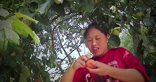 胖妹去自家百亩水果园摘柿子，够不着遭大洋嘲笑，有大洋好受的啦