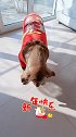 妞妞祝大家新年快乐，万事如意