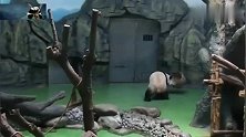 熊猫：奶爸，饭点都过了也不见你身影，你想气死本熊啊