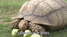 世界上跑的最快的乌龟，不敢相信自己的眼睛！网友不输短跑冠军
