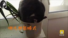 猫咪睡姿千奇百怪，最后一个我服！