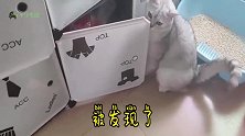翻箱倒柜的猫猫，被主人发现，接下来一幕太逗了