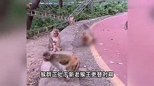 黔灵山一幼猴夭折，母猴携尸体行走，目击者：猴群正经历猴王更替