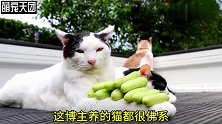 三只佛系喵 也不知道主人是怎么养的 你家的猫也会这么安静么