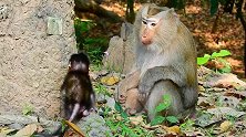 小猴儿太可爱了，美猴忍不住亲吻