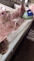 猪：没喝醉，再来一瓶啤酒！