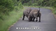 公犀牛将小犀牛顶上天，犀牛妈妈上前干架，挨打的模样好心疼