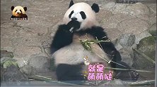 可爱到极点的熊猫宝宝彩浜手握竹棍吃得欢，超级亮白的牙齿抢戏了