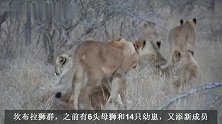 坎布拉狮群：狮王不在，娘子军集体捕获野牛，终于吃顿饱饭了