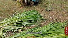 乡村莫姐砍牧草种节，巨菌草芽苞长得真好，你种植的时候要细心