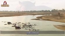河马造粪能力太强，一排泄就让上万条鱼殒命，还想着捞鱼？