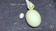 网购开箱“鸵鸟蛋”1颗，把它放到孵化机里，真的能孵出鸵鸟吗？