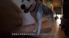 哈士奇精力过剩用这样的方式遛它，网友“再也不怕二哈拆家了”