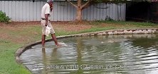 男子只身进入鳄鱼池，零距离挑逗鳄鱼，画面惊险不忍直视