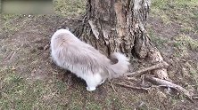 发现树下一只猫咪，你这是在干嘛呢，看这好好玩的样子！
