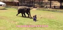 大象不小心踩坏洒水器，手忙脚乱将其堵上，接下来的画面太可爱了