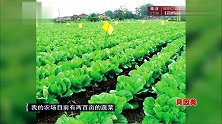 妈妈咪呀：女企业家器宇不凡，唱起歌来却柔情似水，好听！