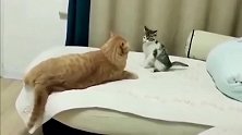 小奶猫被橘猫打了一拳，完全不怂，最后的反击绝了