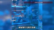 网红火锅餐厅被指在室内用玻璃鱼缸喂养鲨鱼，圈养企鹅供顾客观赏