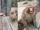 墨西哥游客给动物园猴子表演魔术 猴子上蹿下跳难以置信