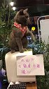 猫：都离我远点，谁摸我我就挠谁！