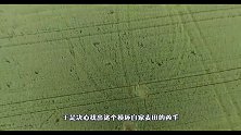 农场主发现麦田被毁，狠心买下无人机查看，最后真相大白