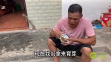 小何买的种子不发芽，白白浪费了200多，这东西太假了