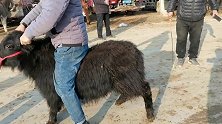 市场一匹宠物牦牛被围观，才卖6000元，这宠物霸气