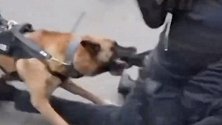 比高压水枪更凶残！荷兰警察放狗撕咬示威者