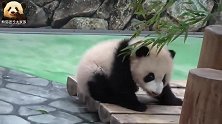 熊猫宝宝彩浜意志坚定，吃不到竹叶誓不罢休，小背影太萌了