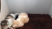 快临产的猫妈妈，靠在猫爸身上撒娇，画面十分的温馨