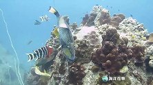 惹不起的珊瑚礁鱼，对人发动疯狂袭击！