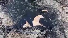 流浪狗被困沥青中，好心人开来挖掘机救助，哀嚎画面令人揪心