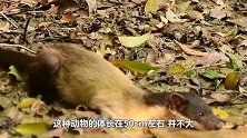 黄喉貂捕杀猴子，体型大好几倍的猴子毫无还手之力镜头记录全过程