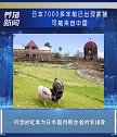 日本7000多年前发现家猪，可能来源中国