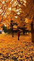 秋去秋来四季更替，岁月轮回，渴望心灵相通，追忆失去的记忆。