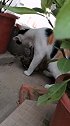 猫主人快来，这鸟要抓我上天去！