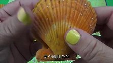打开蚌壳后我惊呆了，原来珍珠是这么来的，一起来看一看