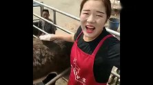 这头驴落到美女屠宰者手里，上来就被打了一下，旁边就是它的下场