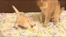 小奶猫呆萌呆萌的好可爱，小爪子挥动的样子像极了招财猫