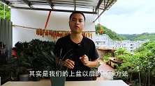 君子兰换盆以后，4个快速“服盆”的方法，一个都不能少